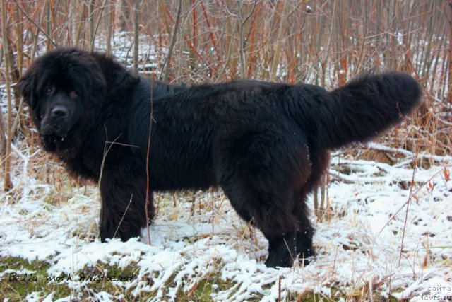 Фотография № 109598