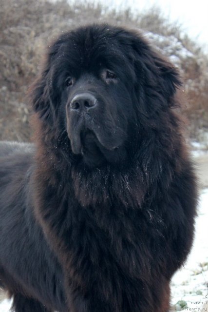 Фотография № 109599