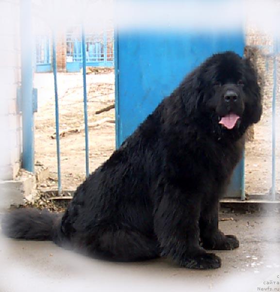 Фото: ньюфаундленд Nju Speis' Minx Margery (Нью Спейс Минкс Марджери)