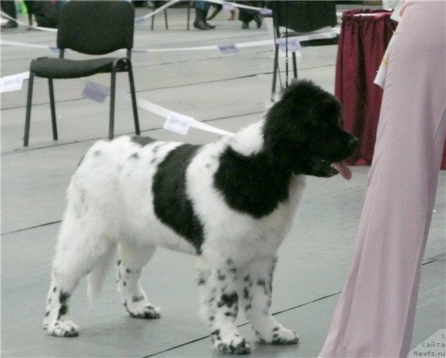 Фото: ньюфаундленд Plyushevaya Panda La Bella (Плюшевая Панда Ла Белла)