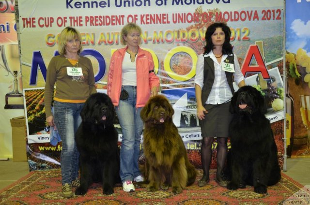 Фото: ньюфаундленд Skippers Ultimate Object, ньюфаундленд Newettas Vanessa, ньюфаундленд Lanselot Vialiki Miadzved (Ланцелот Вялiкi Мядзведзь)