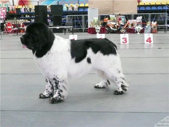 Фото: ньюфаундленд Super Bizon Argo (Супер Бизон Арго)