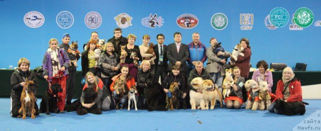 Фото: ньюфаундленд Sent Djons Tender Kiss of Elly (Сент Джонс Тендер Кисс оф Элли)