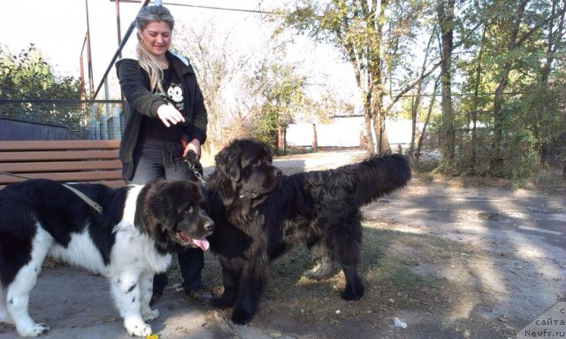 Фото: ньюфаундленд Vom Waterfall Land Ay Todor (Вом Ватерфалл Лэнд Ай Тодор), ньюфаундленд CHernyiy SHarm Vankuver (Черный Шарм Ванкувер), Elena Gorbunova (Елена Горбунова)