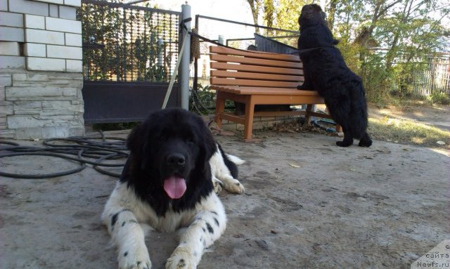Фото: ньюфаундленд Vom Waterfall Land Ay Todor (Вом Ватерфалл Лэнд Ай Тодор), ньюфаундленд CHernyiy SHarm Vankuver (Черный Шарм Ванкувер)