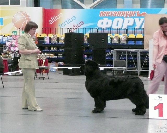 Фото: ньюфаундленд Super Bizon Antaliya (Супер Бизон Анталия)