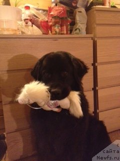 Фото: ньюфаундленд Bonni Flayt (Бонни Флайт)