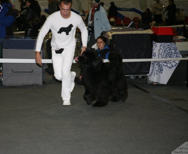 Фото: ньюфаундленд Sent Djons Handsel for Me (Сент Джонс Хендсел фо Ми)