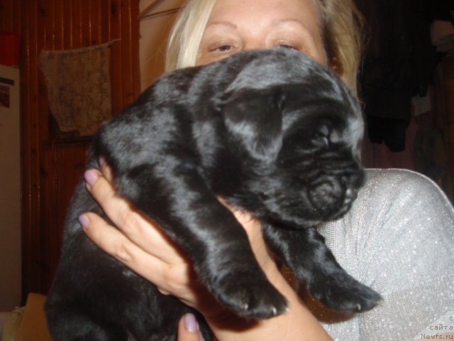 Фото: дети, ньюфаундленд N'yufort Lapochka Dochka (Ньюфорт Лапочка Дочка)