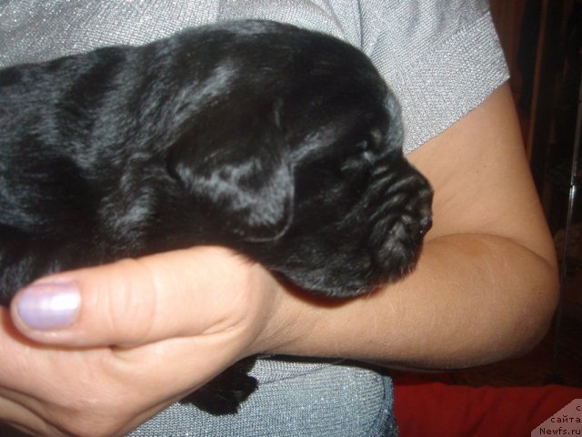 Фото: дети, ньюфаундленд N'yufort Lapochka Dochka (Ньюфорт Лапочка Дочка)