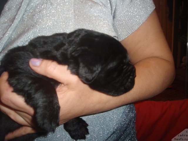 Фото: дети, ньюфаундленд N'yufort Lapochka Dochka (Ньюфорт Лапочка Дочка)