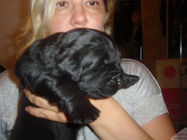 Фото: дети, ньюфаундленд N'yufort Lapochka Dochka (Ньюфорт Лапочка Дочка)