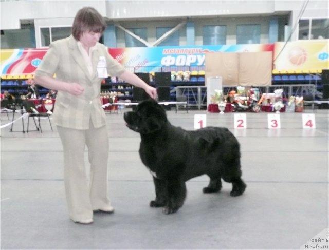 Фото: ньюфаундленд Super Bizon Antaliya (Супер Бизон Анталия)