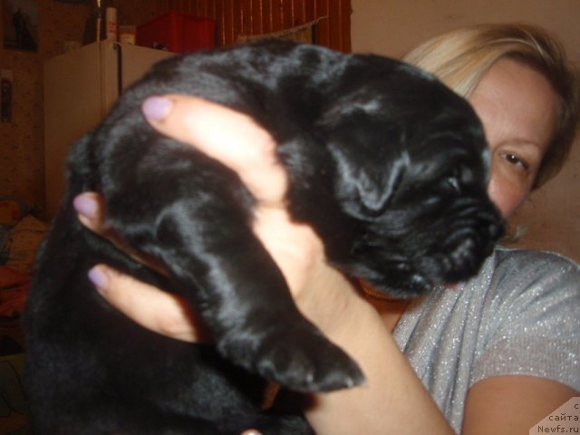 Фото: дети, ньюфаундленд N'yufort Lapochka Dochka (Ньюфорт Лапочка Дочка)