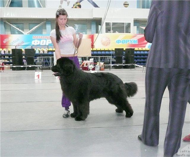 Фото: ньюфаундленд Dans Memori F'yudjan Rif (Данс Мемори Фьюджан Риф)