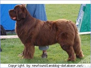 Фото: ньюфаундленд Egebaeks Lots of Fun