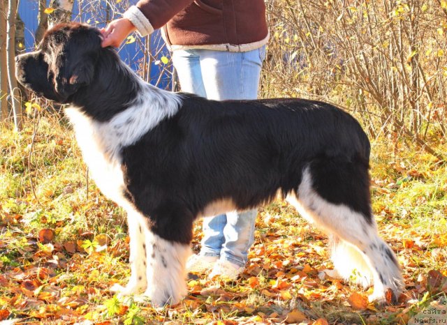 Фото: ньюфаундленд Piternyuf I Did It Again (Питерньюф И Дид Ит Агаин)