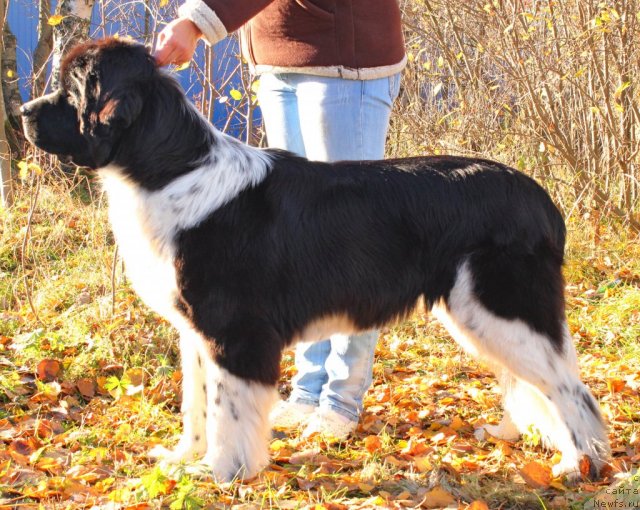 Фото: ньюфаундленд Piternyuf I Did It Again (Питерньюф И Дид Ит Агаин)