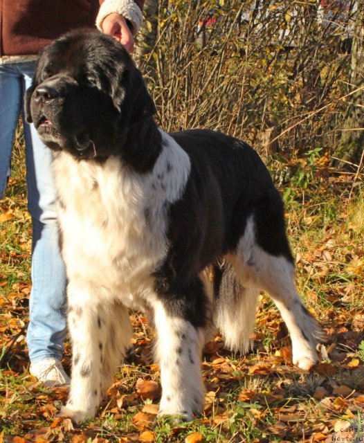 Фото: ньюфаундленд Piternyuf I Did It Again (Питерньюф И Дид Ит Агаин)