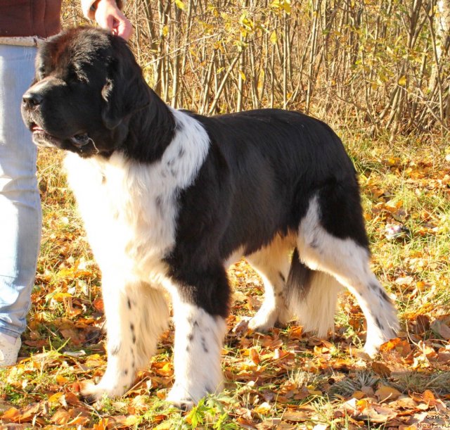 Фото: ньюфаундленд Piternyuf I Did It Again (Питерньюф И Дид Ит Агаин)