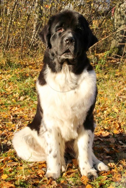 Фото: ньюфаундленд Piternyuf I Did It Again (Питерньюф И Дид Ит Агаин)