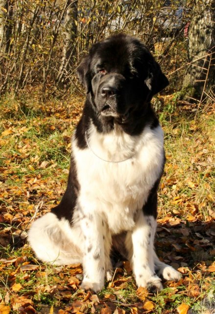 Фото: ньюфаундленд Piternyuf I Did It Again (Питерньюф И Дид Ит Агаин)