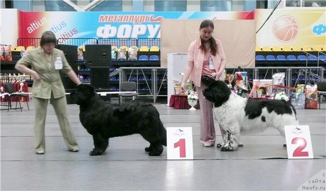 Фото: ньюфаундленд Super Bizon Antaliya (Супер Бизон Анталия), Nataliya Snigireva (Наталия Снигирева), ньюфаундленд Super Bizon Argo (Супер Бизон Арго), Kseniya Novikova (Ксения Новикова)