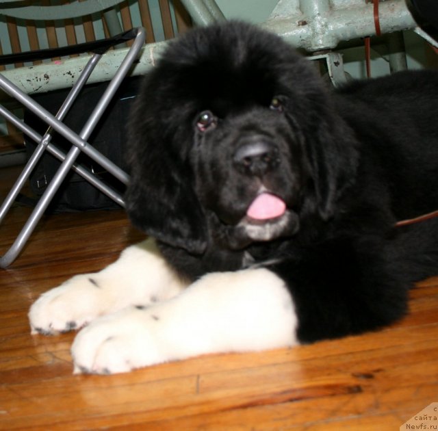 Фото: ньюфаундленд Fiamettahauz Princess B'yuti (Фиаметтахауз Принцесс Бьюти)