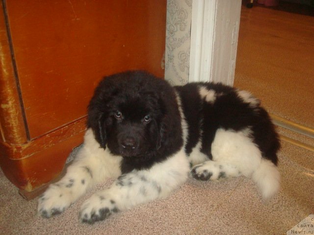 Фото: ньюфаундленд Keeper Soul Nice Guy (Кипер Соул Найс Гай)