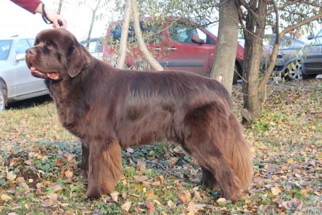 Фото: ньюфаундленд Aquatoriya Kelvin Royal Teddy Bear (Акватория Келвин Ройал Тедди Беар)