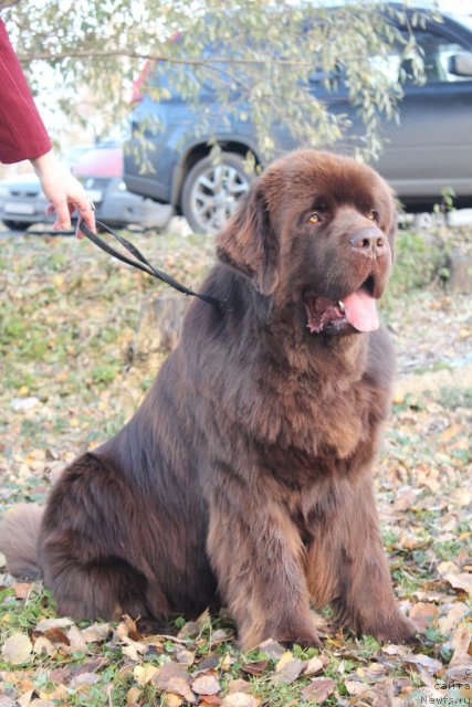 Фото: ньюфаундленд Aquatoriya Kelvin Royal Teddy Bear (Акватория Келвин Ройал Тедди Беар)