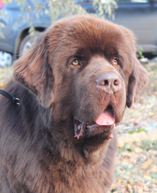 Фото: ньюфаундленд Aquatoriya Kelvin Royal Teddy Bear (Акватория Келвин Ройал Тедди Беар)