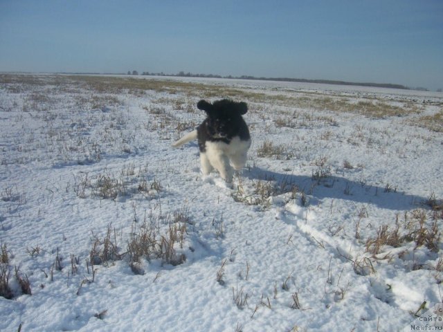 Фото: ньюфаундленд Fiamettahauz Pretti Drim (Фиаметтахауз Претти Дрим)