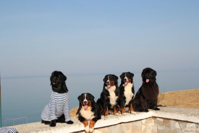 Фото: ньюфаундленд Osoba Statnaya iz Medvej'ego YAra (Особа Статная из Медвежьего Яра), ньюфаундленд Ih Visochestvo Viola Zhanmonika (Их Высочество Виола Жанмоника)