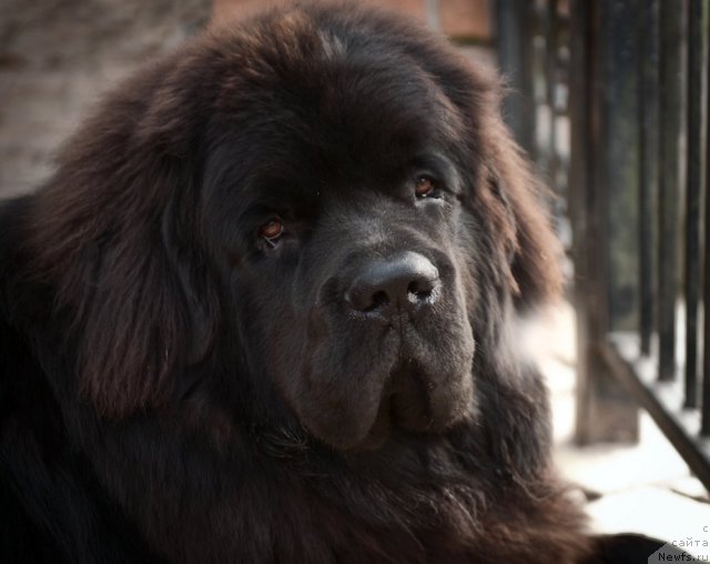 Фотография № 109757