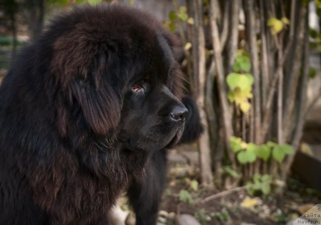 Фотография № 109759