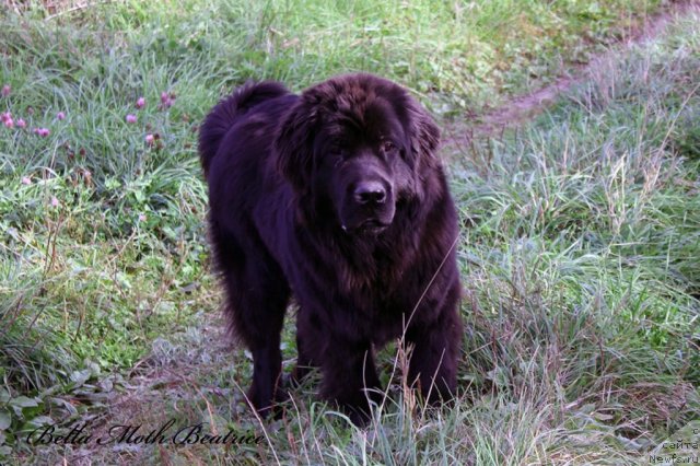 Фотография № 109762