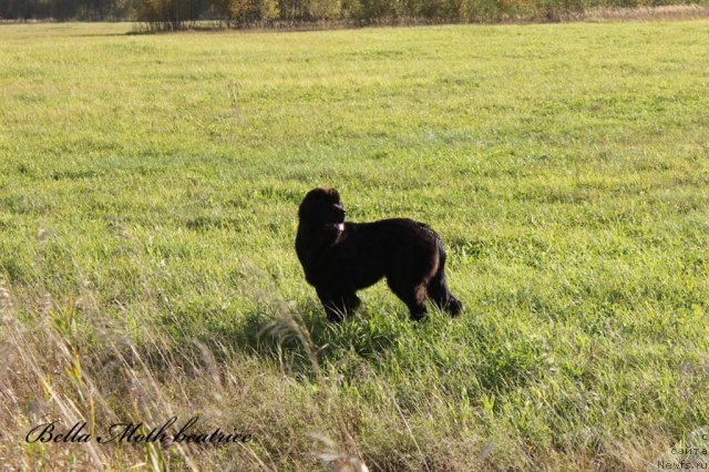 Фото: ньюфаундленд Byella Moss Beatriche (Бэлла Мосс Беатриче)