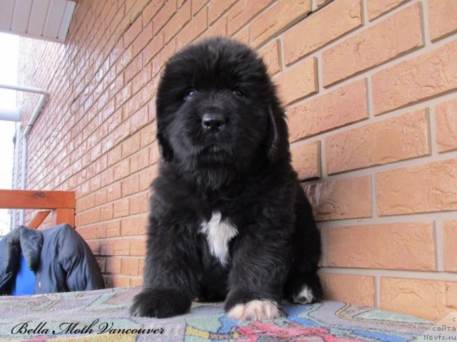 Фотография № 109771