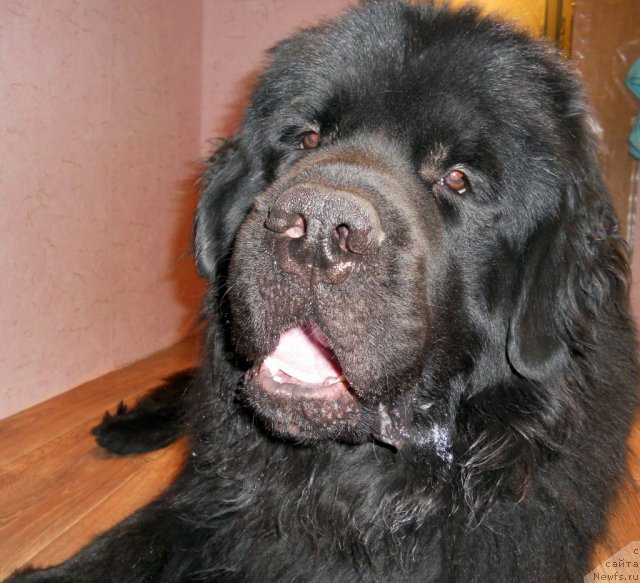 Фото: ньюфаундленд Byella Moss Cellarius (Бэлла Мосс Целлариус)