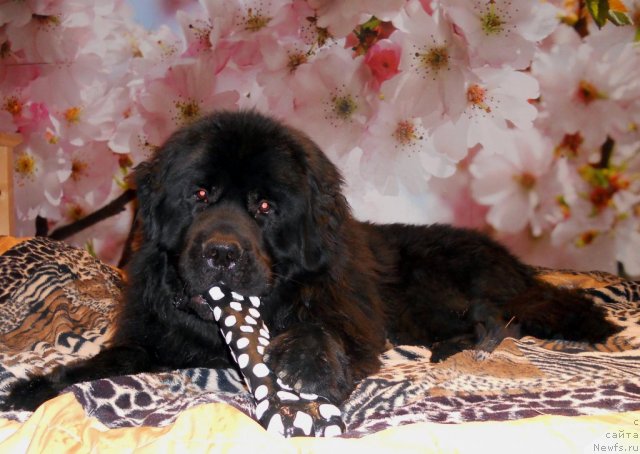 Фотография № 109777