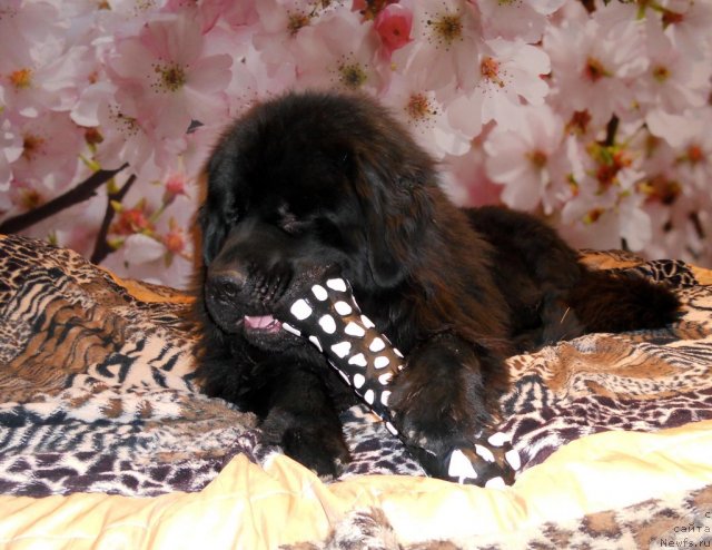 Фотография № 109784