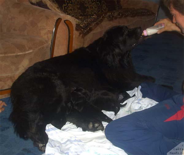 Фото: ньюфаундленд Nju Speis' Minx Margery (Нью Спейс Минкс Марджери)