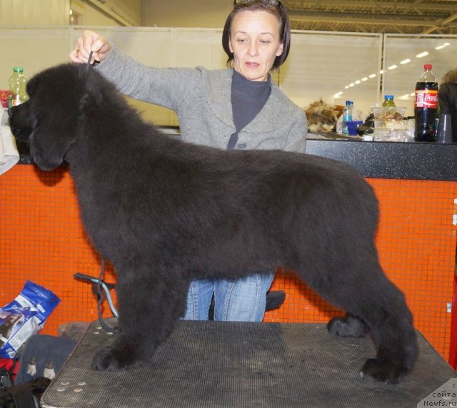 Фото: ньюфаундленд Beguschaya po Volnam Shaolin (Бегущая по Волнам Шаолинь)