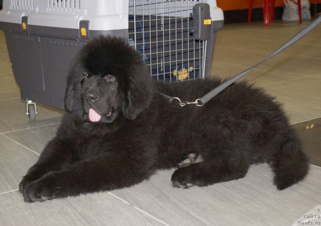 Фото: ньюфаундленд Beguschaya po Volnam Shaolin (Бегущая по Волнам Шаолинь)