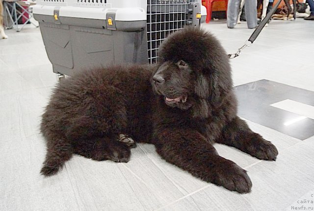 Фото: ньюфаундленд Beguschaya po Volnam Shaolin (Бегущая по Волнам Шаолинь)