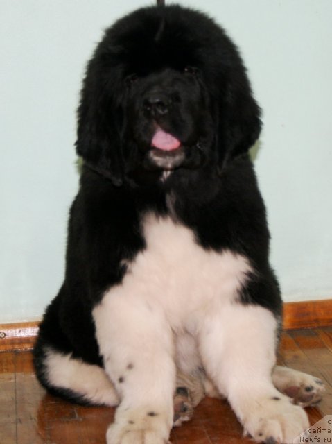 Фото: ньюфаундленд Fiamettahauz Princess B'yuti (Фиаметтахауз Принцесс Бьюти)