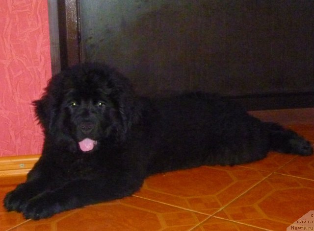 Фото: ньюфаундленд Sof'ya Golden Djess (Софья Голден Джесс)