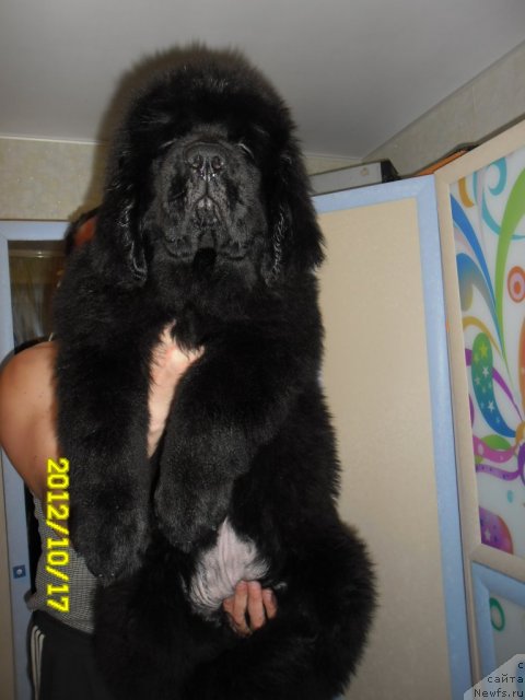 Фотография № 109903