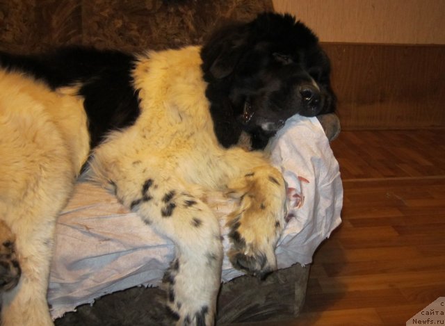 Фото: ньюфаундленд Remedjio Rassekayuschiy Volnu (Ремеджио Рассекающий Волну)